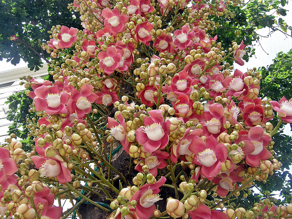 cannonball tree